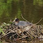 Ruhr-Nest