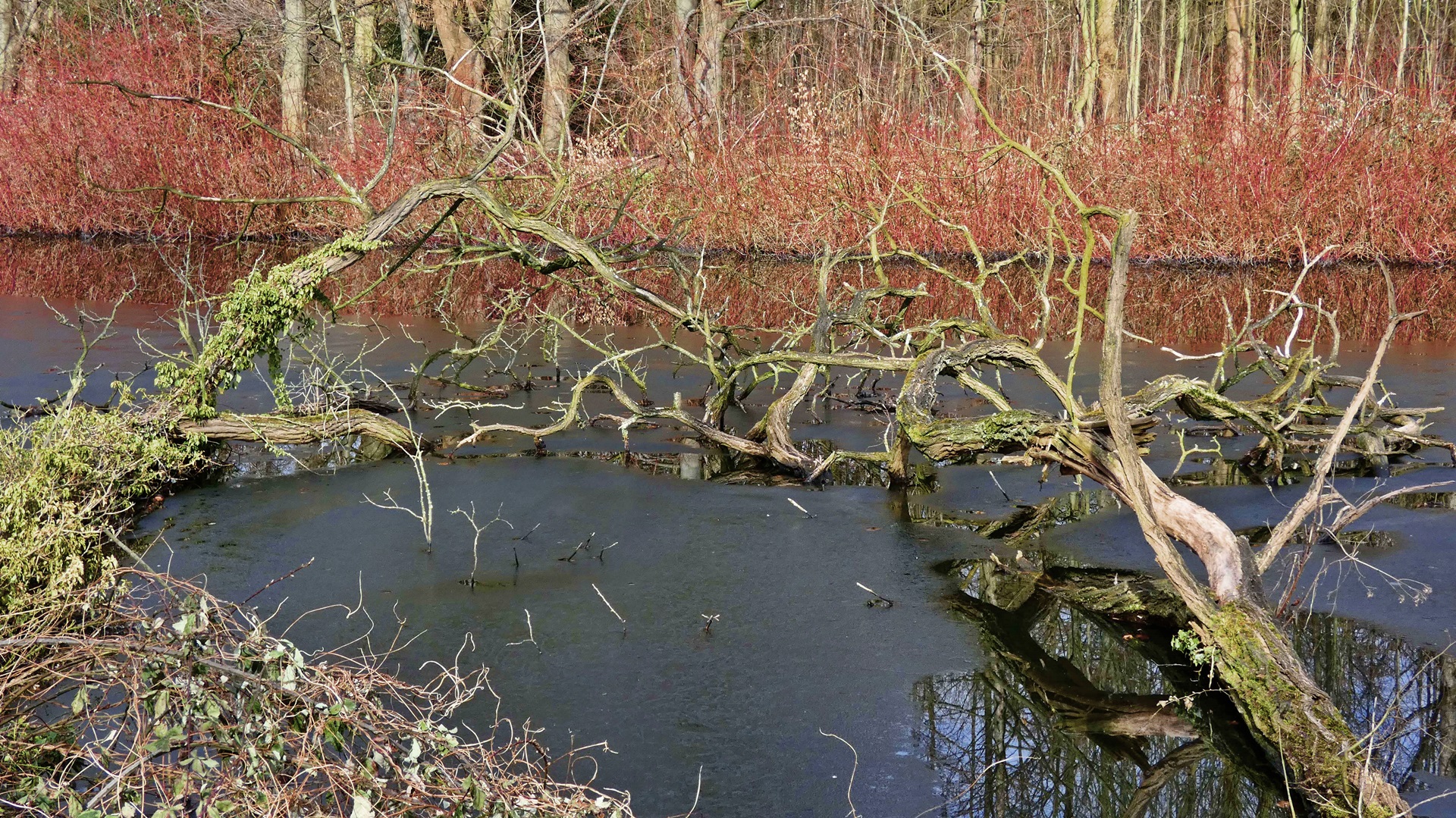 Ruhrauen Essen-Heisingen - 5.3.2018