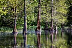 Ruhrgebietssumpfzypressen