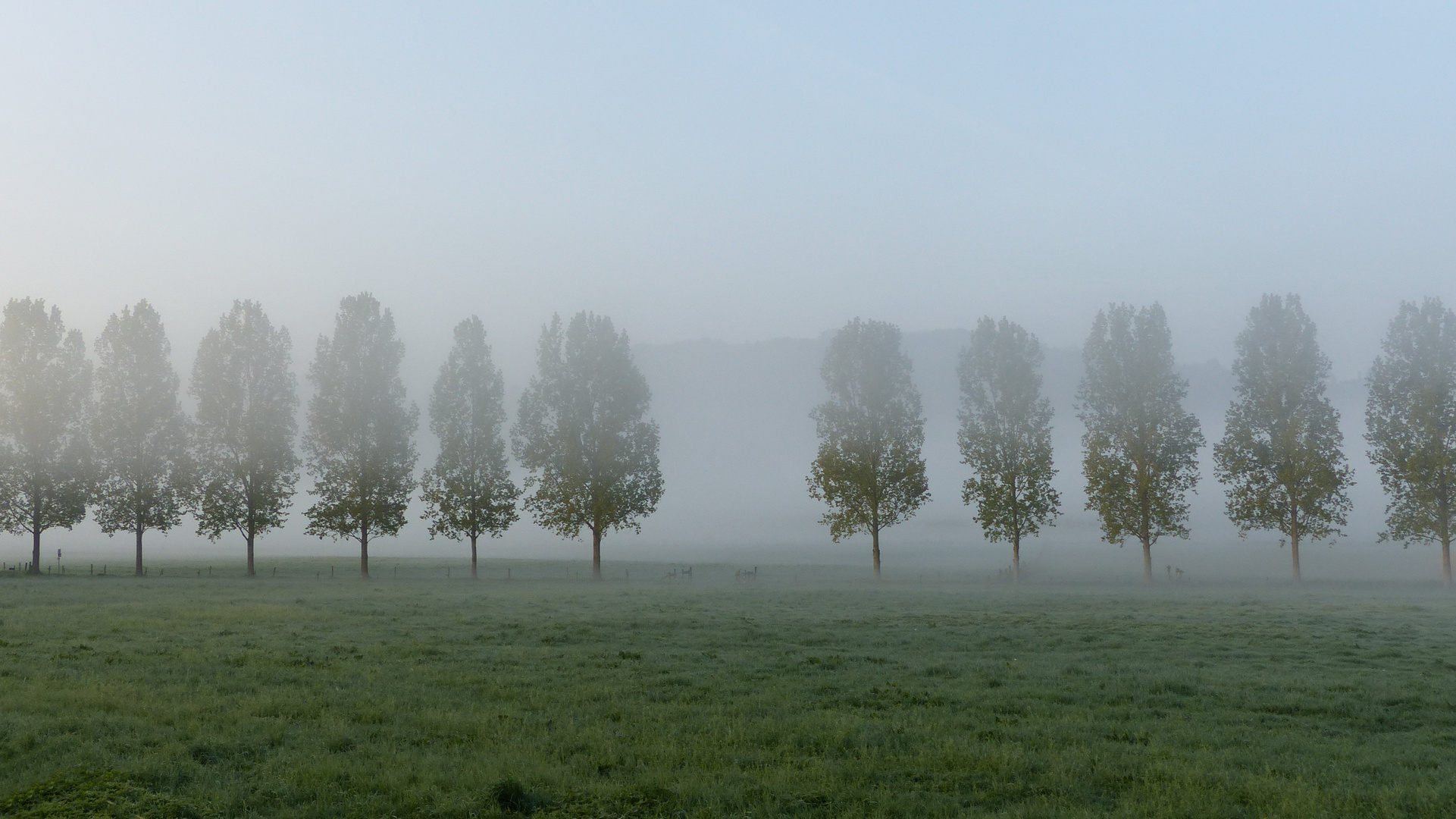 Ruhrtal im Morgentau