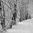 Ruhrwanderweg im Winter....