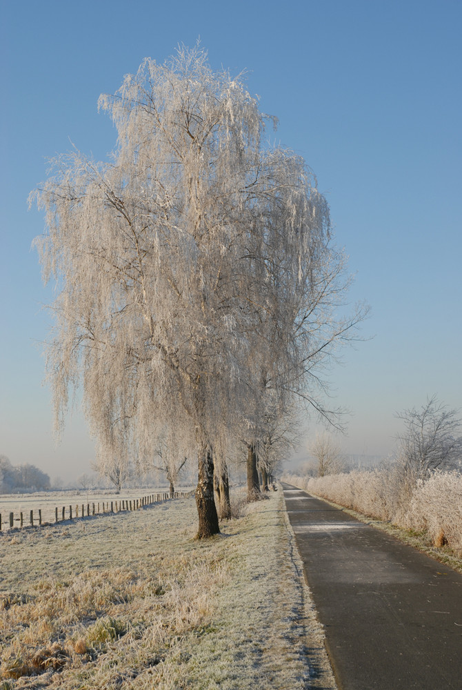 Ruhrwiesen im Winter-3