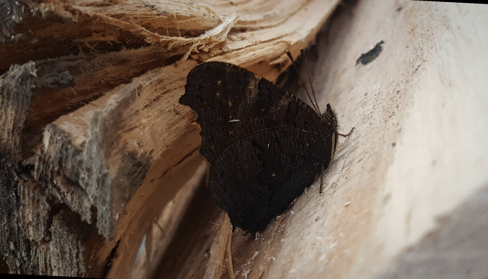 Ruht das Holz fällt der Schnee