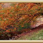 Ruigkeit im Deutsche-Franzosischem Garten