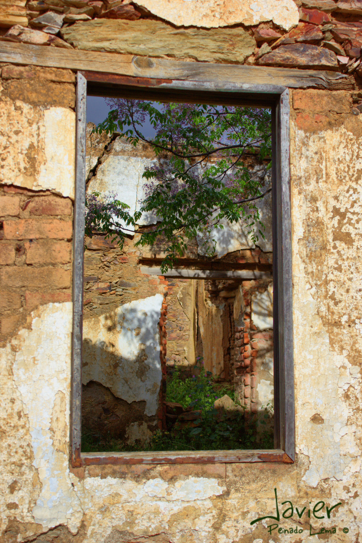 Ruinas, naturaleza abriendose paso