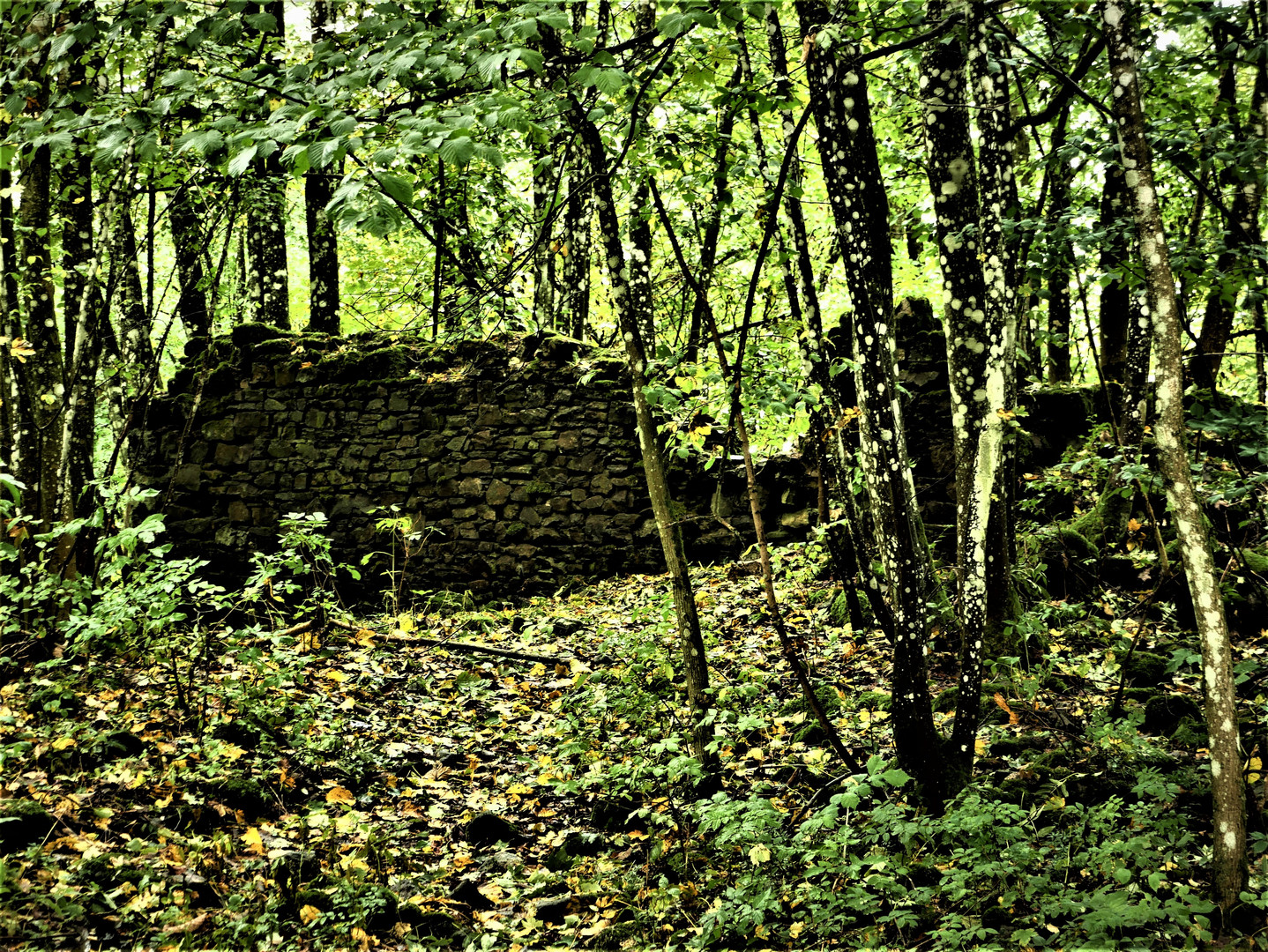 Ruine Aremberg - Mauerreste der Burg