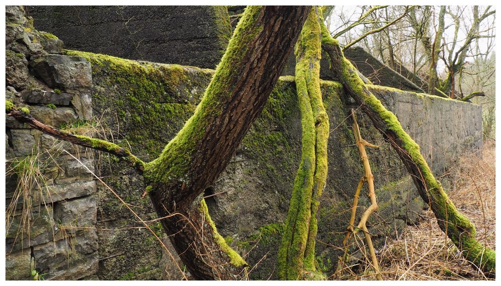 Ruine der Vonwasauchimmer