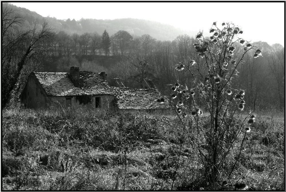 Ruine et chardon