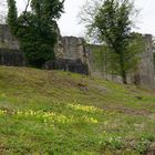 Ruine Homburg