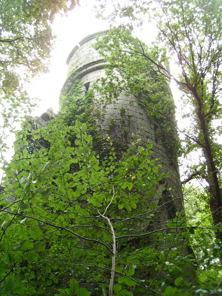 Ruine im Wald