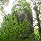 Ruine im Wald