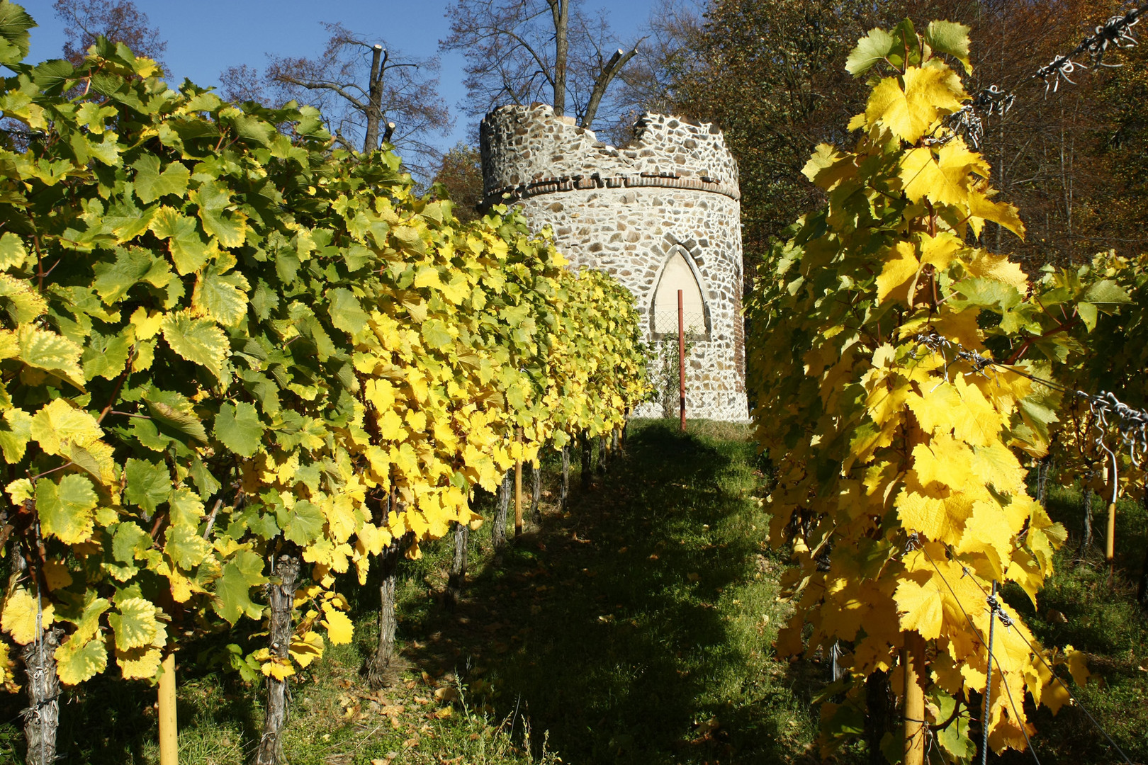 Ruine im Weinberg