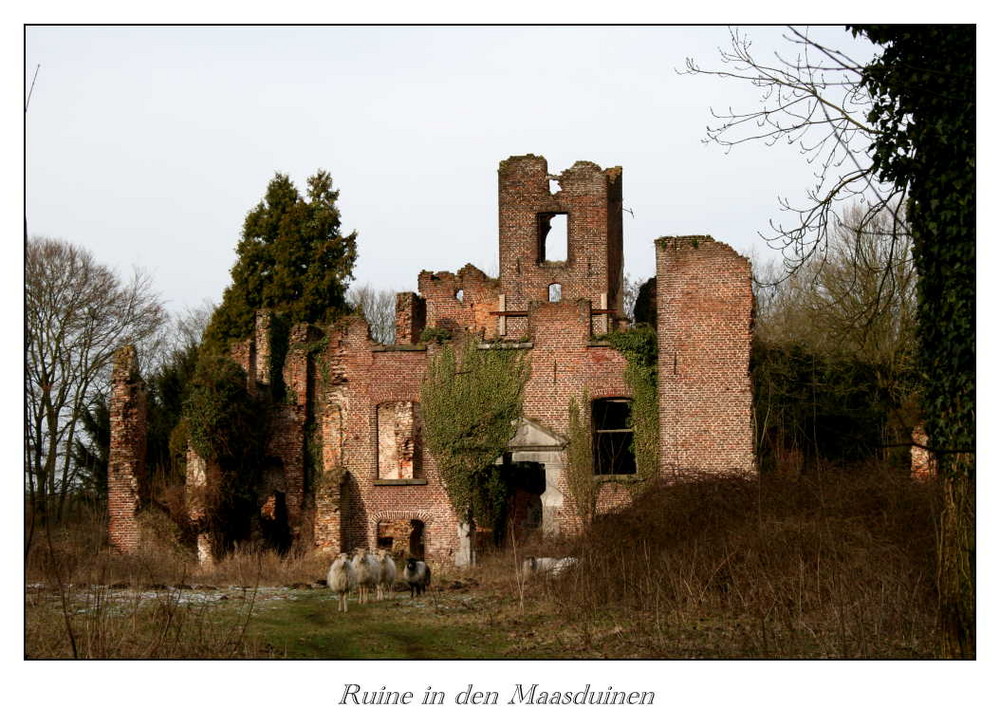 Ruine in den Maasduinen