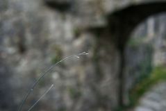 Ruine Leofels