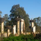 Ruine mit Störchen