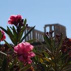 ruine rose