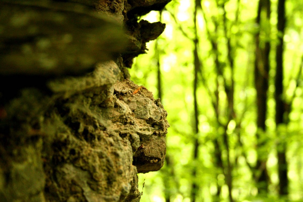 Ruinen im Wald