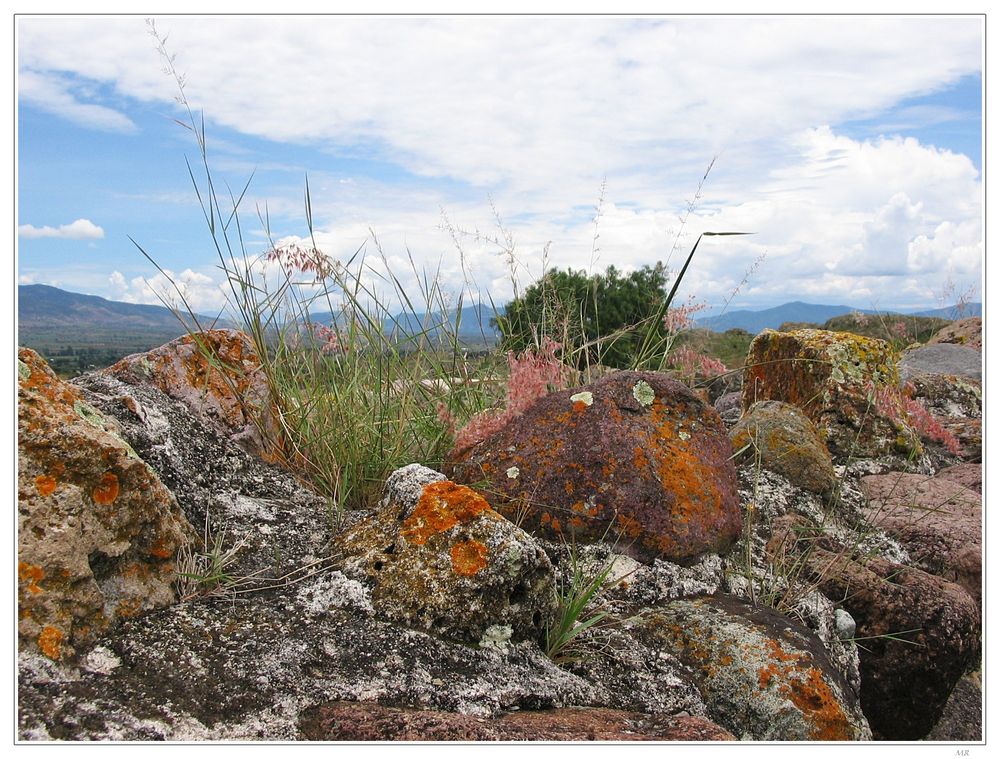 Ruinenvegetation in Mexico