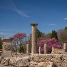 Ruines de Glanum