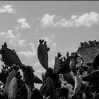 Ruins of torer guard and prickly pears (summer, full sun)