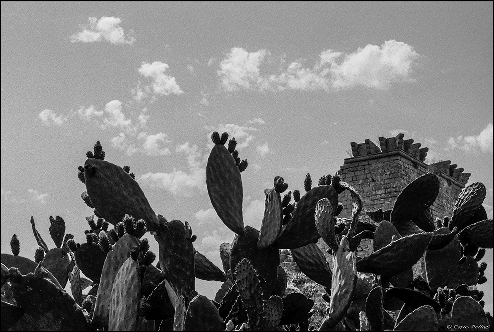 Ruins of torer guard and prickly pears (summer, full sun)