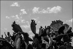 Ruins of torer guard and prickly pears (summer, full sun)