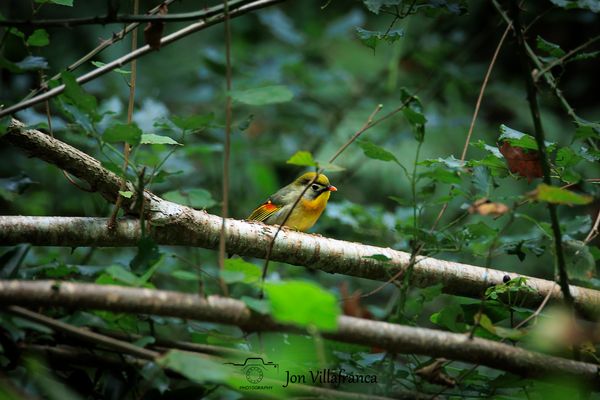 Ruiseñor del Japón