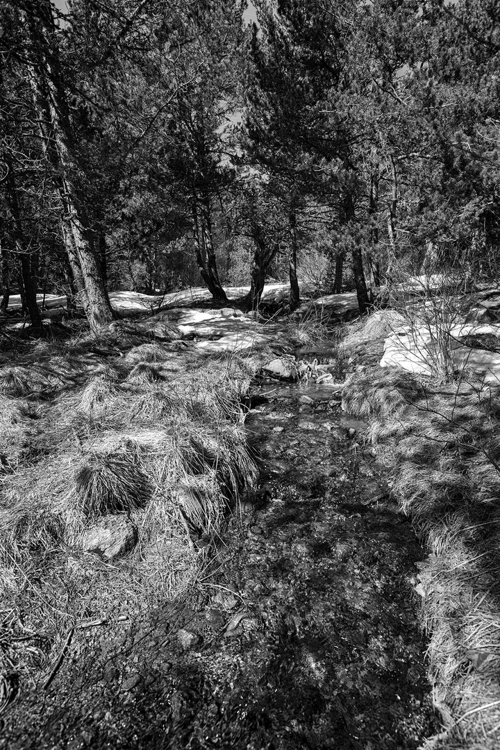 ruisseau dans la forêt.