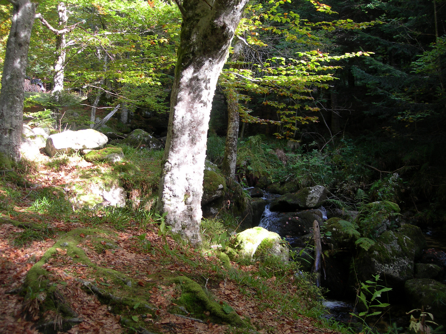 Ruisseaux d'Auvergne