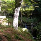 Ruisseaux d'Auvergne