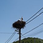 Rumänienrundreise 10 - Baie de Arama: Storchennest