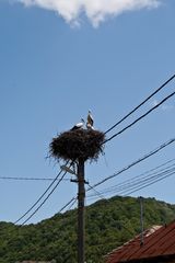 Rumänienrundreise 10 - Baie de Arama: Storchennest