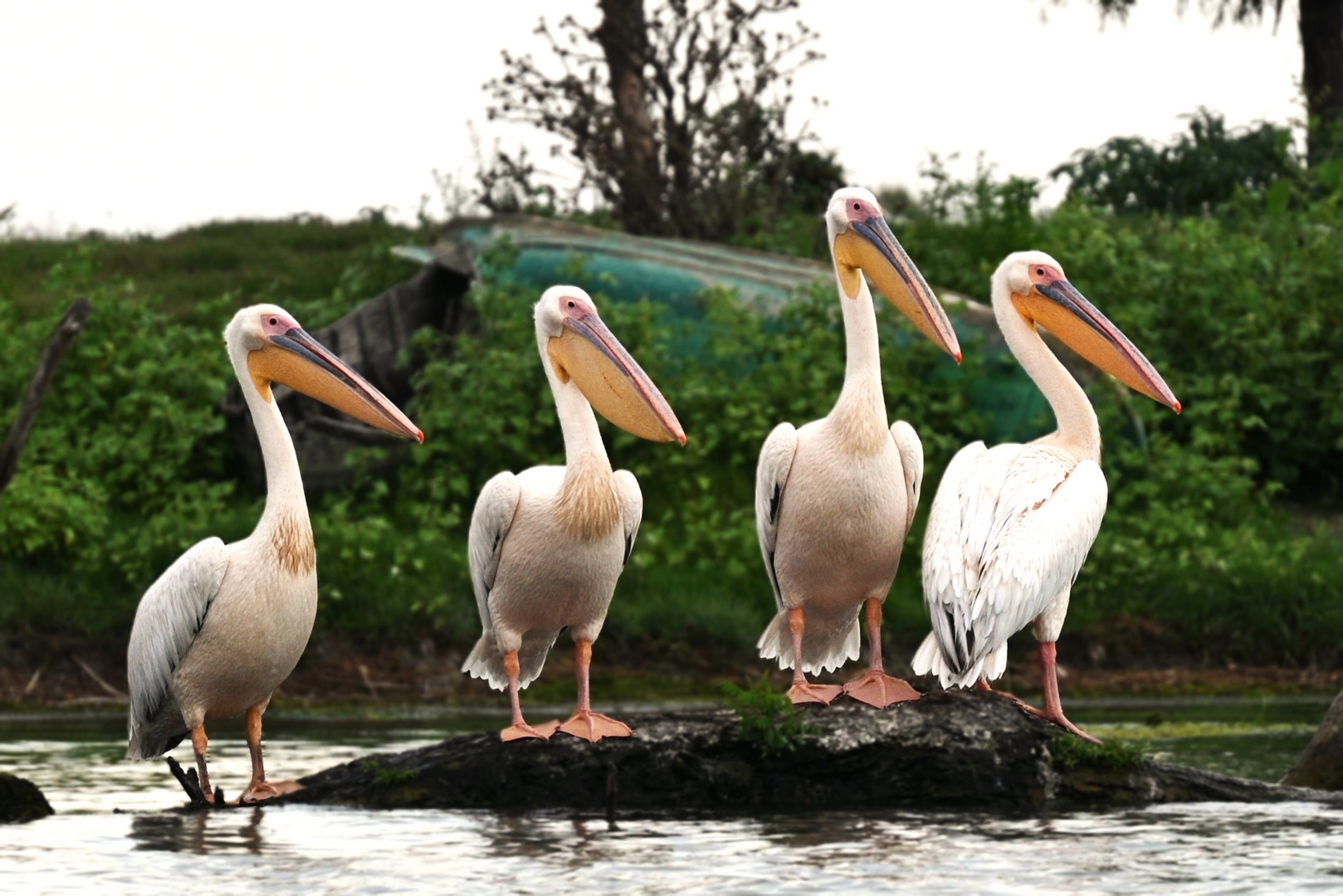 Rumänische Delta - Ein Wunder der Natur