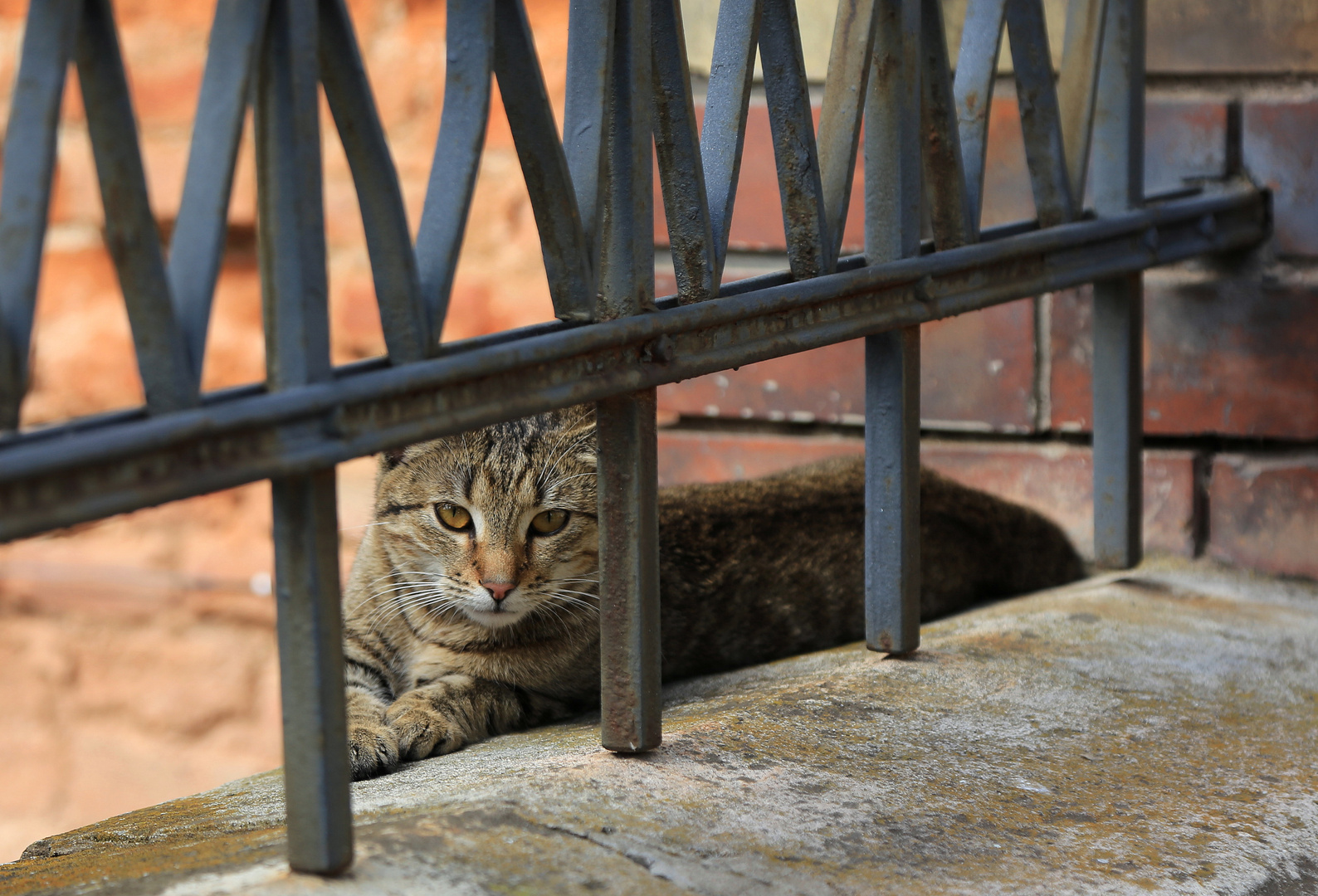 rumänische katze