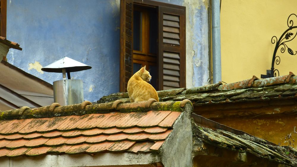 Rumänische Katze