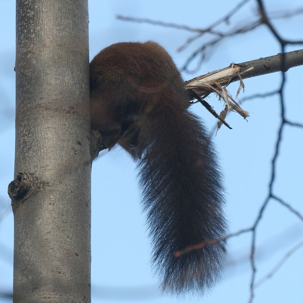 Rumänisches Hörnchen