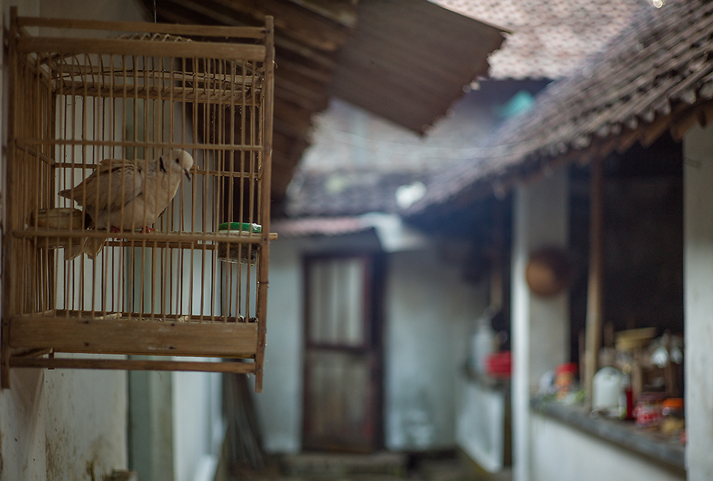 Rumah Kampung -  Wohnen im dörflichen Indonesien