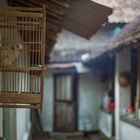 Rumah Kampung -  Wohnen im dörflichen Indonesien