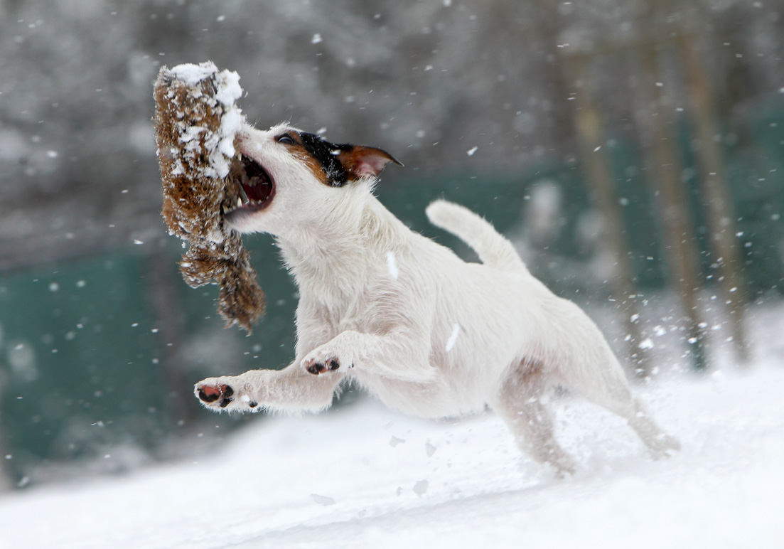 rumalbern im Schneetreiben I