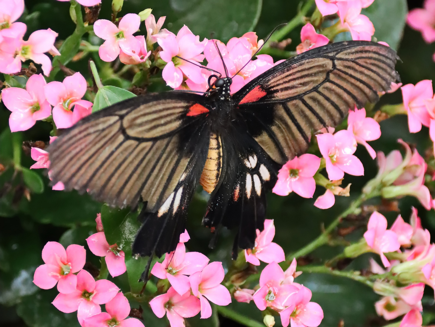 Rumanzovia Swallowtail ,Papilio Rumanzovia  