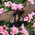 Rumanzovia Swallowtail ,Papilio Rumanzovia  