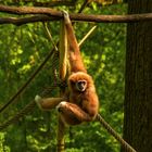 Rumbaumeln im Tierpark