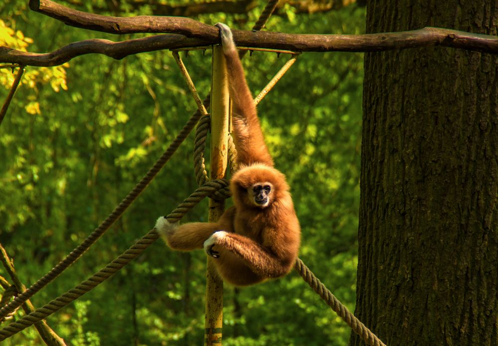 Rumbaumeln im Tierpark