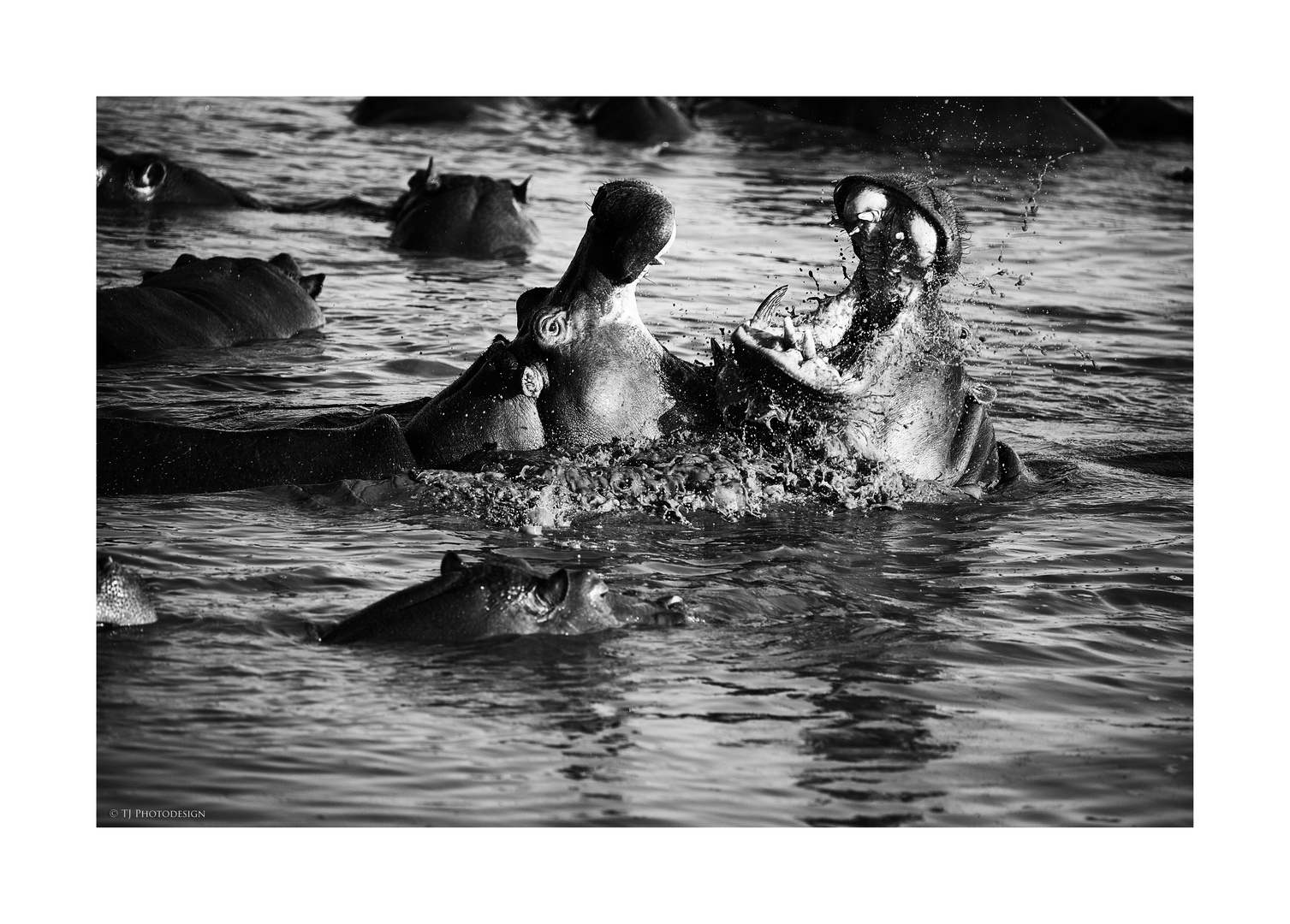 Rumble in the pool bw