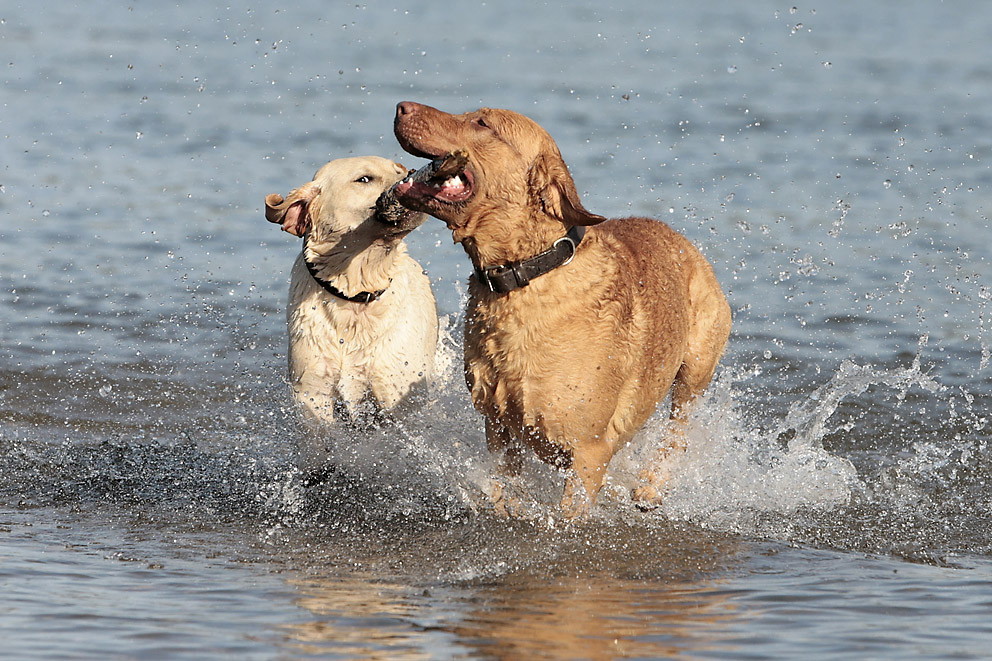 Rumble in the water