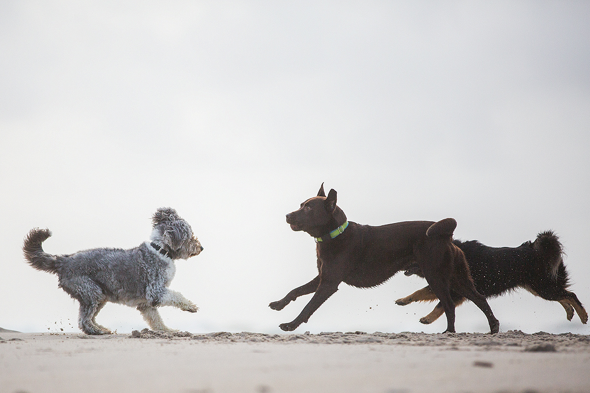 rumble on the beach