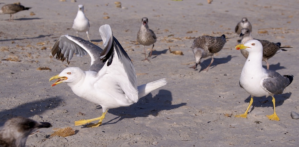 Rumble on the Strandle