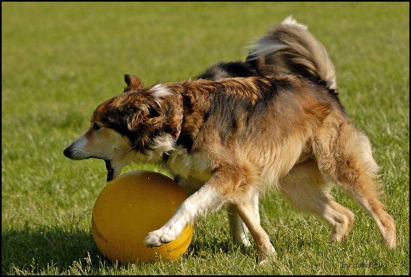 Rumblödeln mit dem Schweineball...