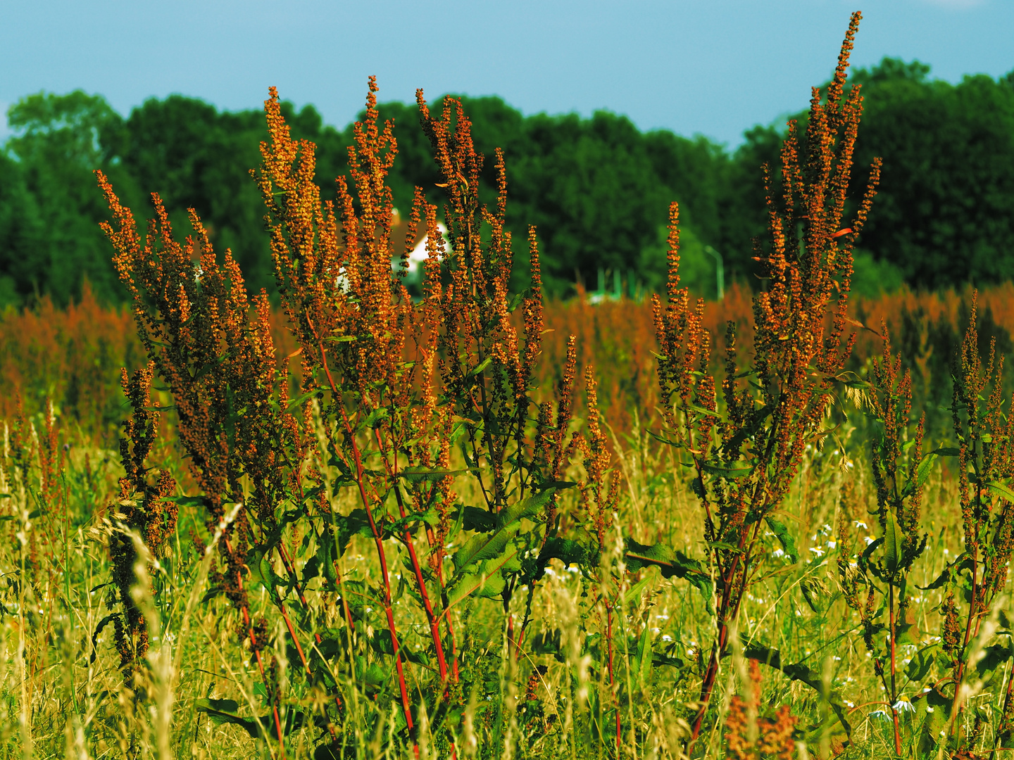 Rumex