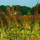 Rumex